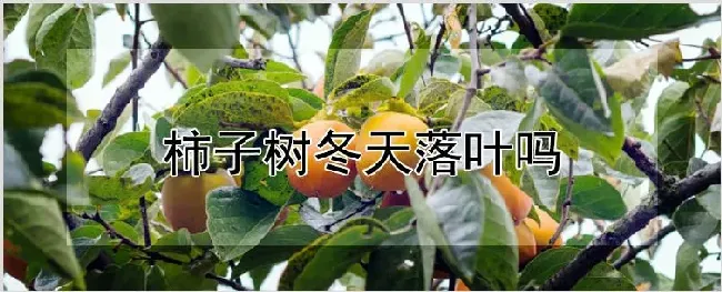 柿子树冬天落叶吗 | 自然知识