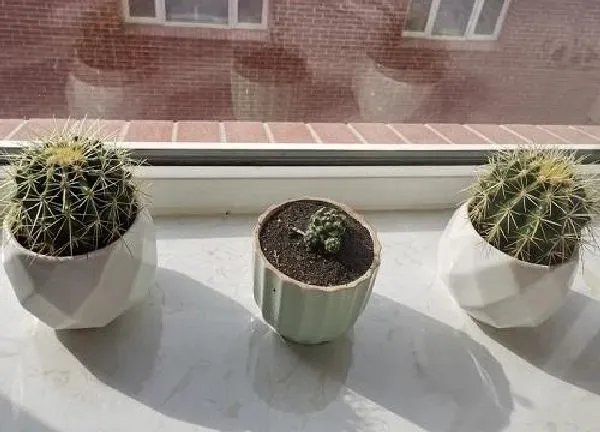 植物浇水|仙人球夏天多久浇一次水