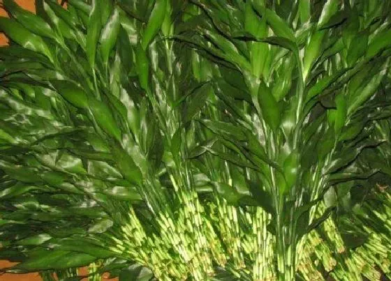 植物播种|转运竹种子怎么种植