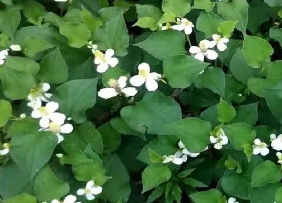 植物百科|鱼腥草是什么植物