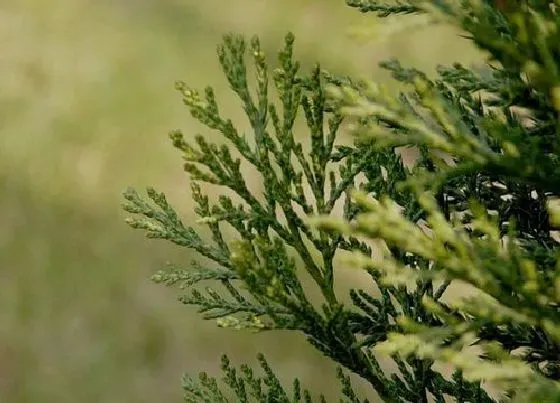 植物百科|龙柏是什么植物