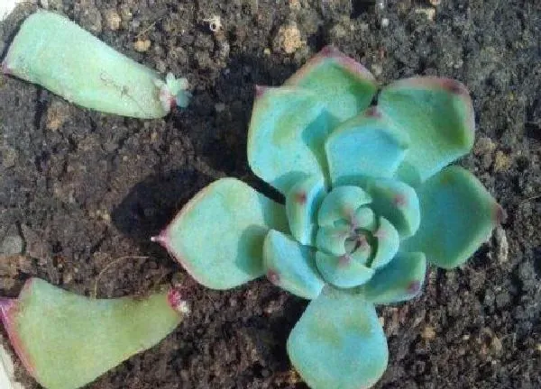 植物扦插|多肉吉娃娃叶插多久发芽