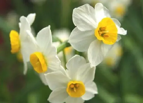 开花时间|水仙花什么季节开花 花期多长时间