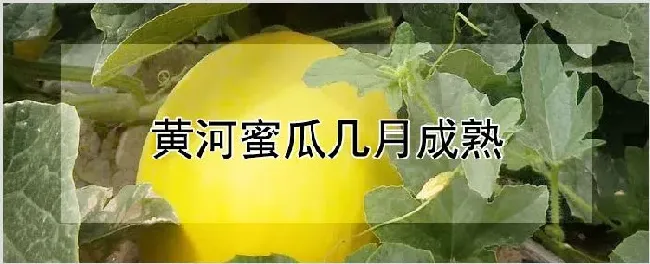 黄河蜜瓜几月成熟 | 种植资料