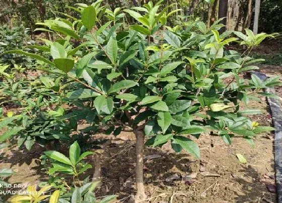 生长环境|桂花树适合什么地方种植