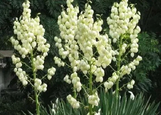 植物施肥|什么花忌用磷酸二氢钾，磷酸二氢钾哪些花卉不可以使用）