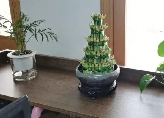 花语|代表富贵发财的花 什么花的花语代表富贵和发财