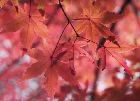 花卉百科|枫叶是哪个国家的国花