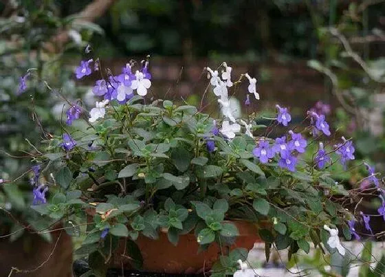 花期|海豚花花期是什么时候