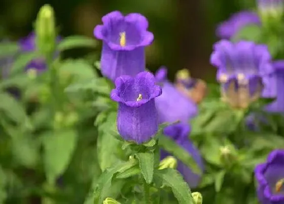 颜色花|风铃花是什么颜色的