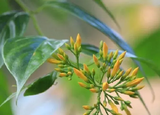 植物百科|断肠草是什么草