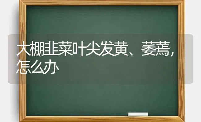 大棚韭菜叶尖发黄、萎蔫，怎么办 | 蔬菜种植