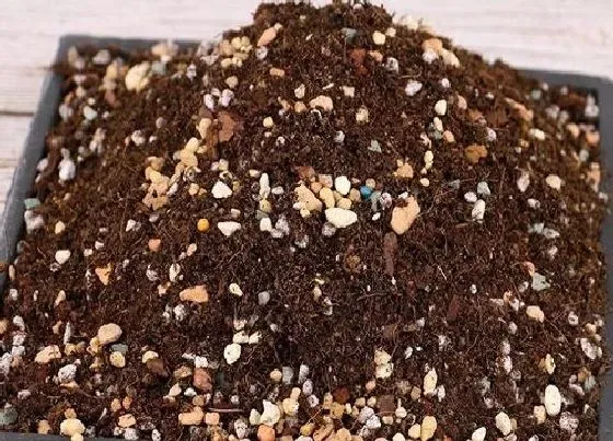 种植土壤|劳尔多肉怎么配土 土壤配制方法