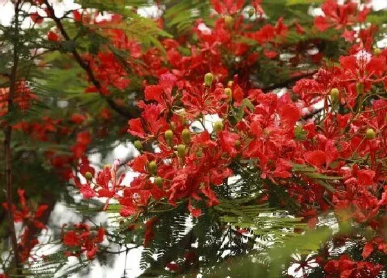 开花时间|凤凰树什么时候开花 哪个季节开放