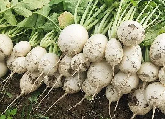 食用常识|白萝卜含糖量高吗