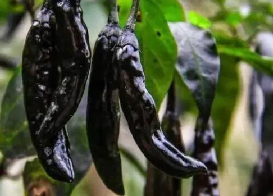 果实成熟|黑辣椒什么时候成熟
