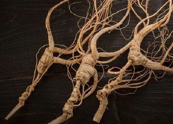 种植管理|人参几月份种合适