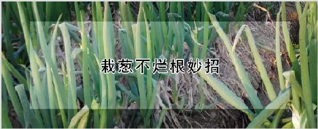 栽葱不烂根妙招 | 自然知识