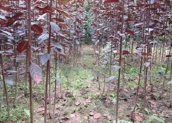 植物百科|红叶李开花吗 开花什么样子