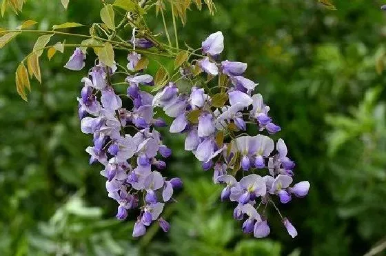 开花时间|紫藤花几月份开花