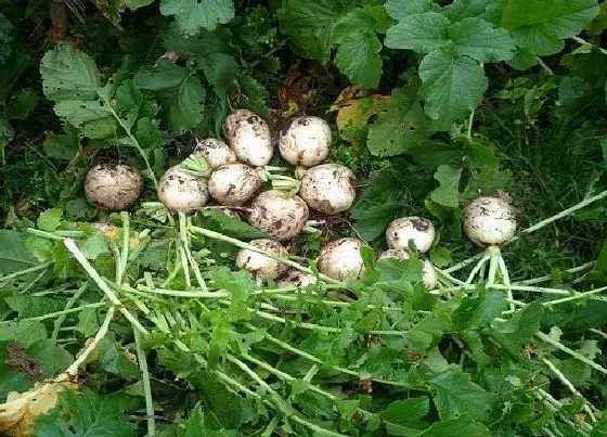 种植方法|萝卜的种植方法和时间