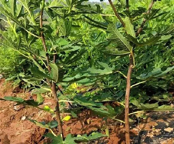 植物虫害|无花果病虫害防治技术 常见防治方法与措施