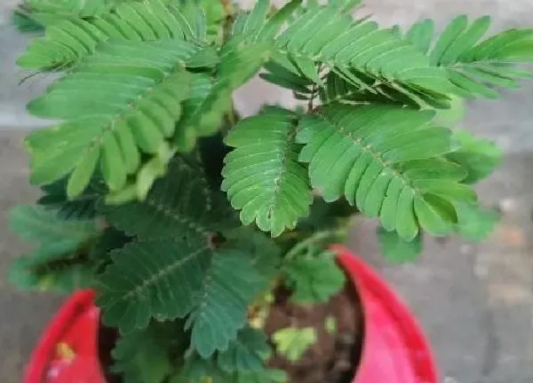 养殖科普|含羞草怕冷还是怕热
