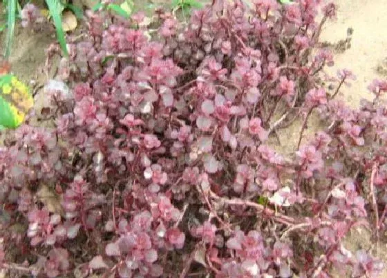 植物百科|红景天生长在什么地方