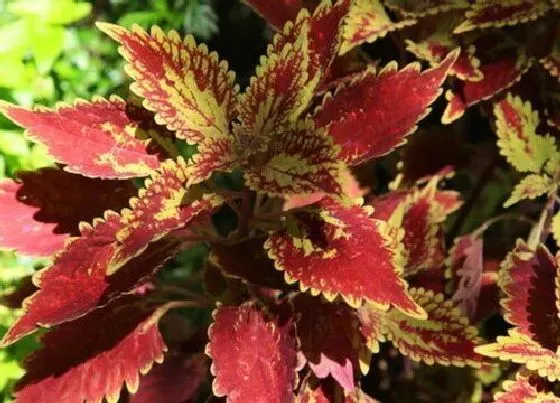 植物百科|五彩苏是一年生还是多年生 只能养一年吗