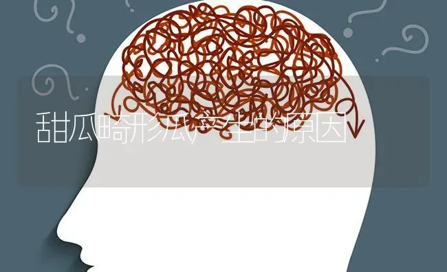 甜瓜畸形瓜产生的原因 | 瓜果种植