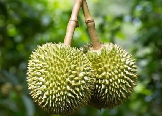 种植百科|湖南可以种榴莲吗