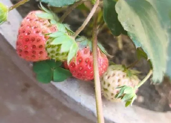 颜色花|草莓有几种颜色