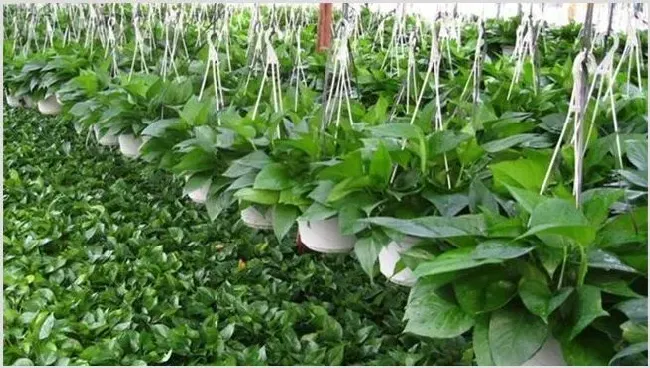 怎样种植绿萝 | 耕种资料