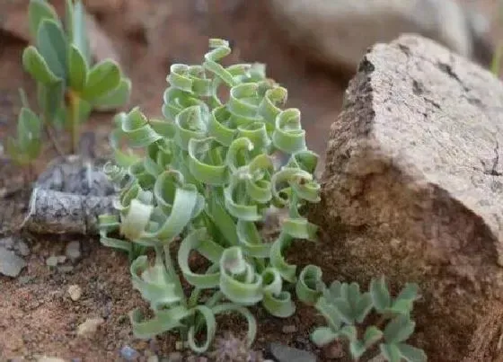 种植土壤|弹簧草配土方法与种植土壤
