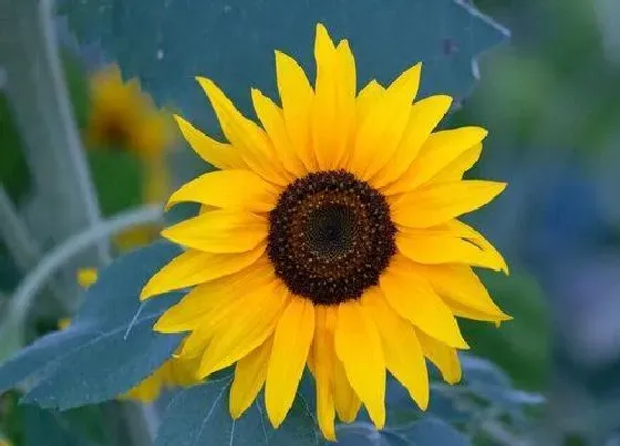 花语|一朵向日葵的花语和寓意（送向日葵花象征的含义与意思）