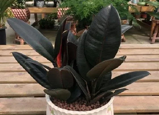 植物百科|橡皮树有什么作用