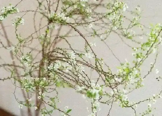 花期|雪柳干枝花期多少天(鲜花雪柳枝条可以养多久开花)