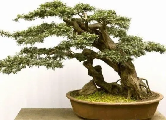 种植土壤|对节白蜡配土方法与种植土壤