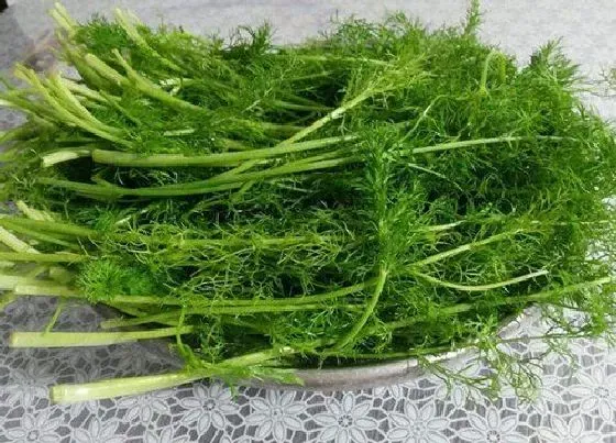 植物香味|茴香是什么味道的