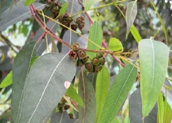 植物百科|蓝桉是什么植物（蓝桉是一种霸道植物，代表什么意思）