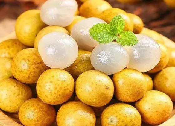 植物百科|龙眼甜度高吗