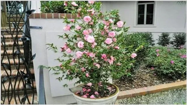 冬季养花注意事项 养护技巧 | 种植技术