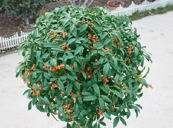 冬天植物|桂花树耐寒吗 冬天越冬能耐多少度低温