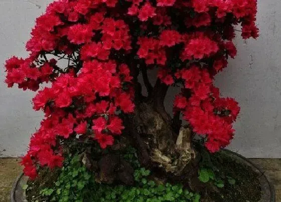 植物种类|最容易养活的杜鹃品种 什么品种杜鹃花适合家庭养