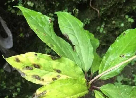 植物病害|重楼炭疽病的发病原因及治疗方法