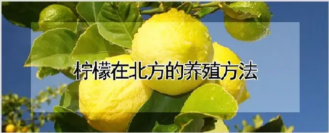 柠檬在北方的养殖方法 | 农业科普