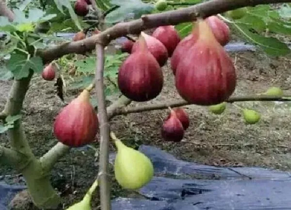 植物浇水|无花果多长时间浇一次水 春夏秋冬浇水要点