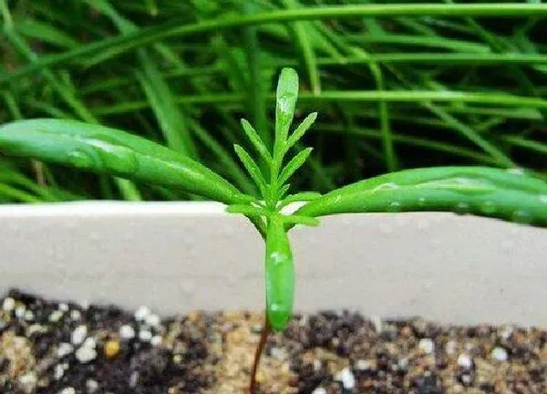 植物发芽|菊花什么时候发芽长叶