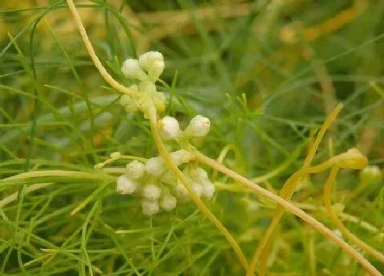 植物种类|菟丝子是植物吗 属于一年生寄生植物