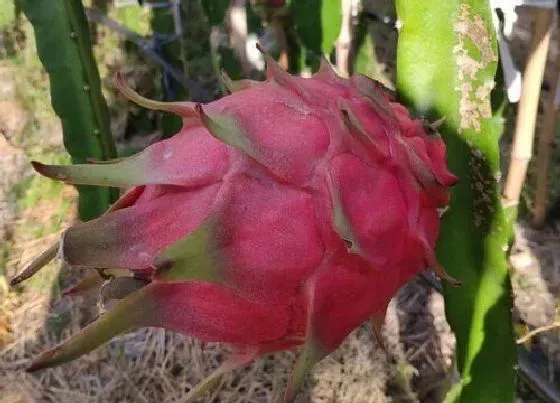 植物百科|火龙果是什么植物